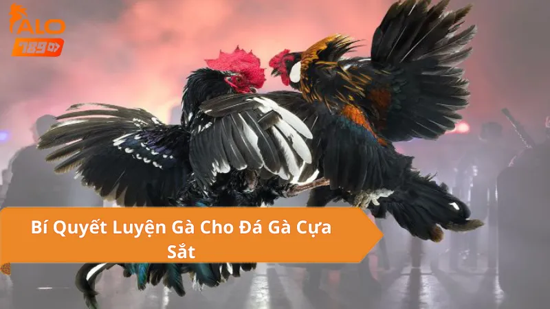Lưu Ý Khi Tham Gia Đá Gà Cựa Sắt