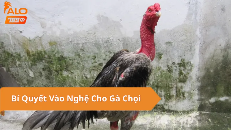 Những Sai Lầm Cần Tránh Khi Vào Nghệ