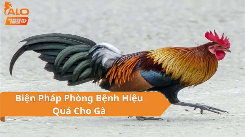 Biện Pháp Phòng Bệnh Hiệu Quả Cho Gà