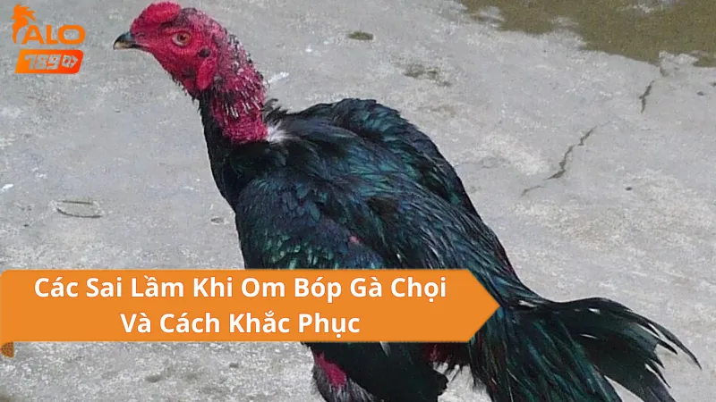 Om Bóp Gà Chọi Là Gì?