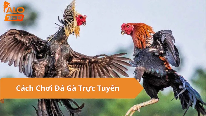 Lợi Ích Khi Tham Gia Đá Gà Mạng