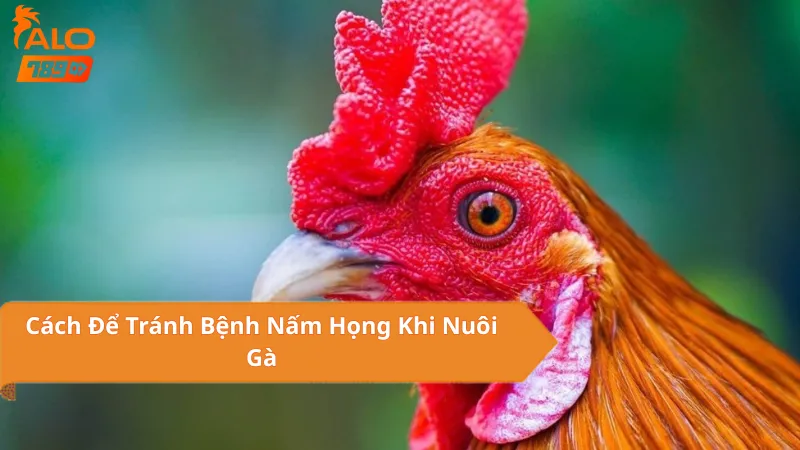 Cách Để Tránh Bệnh Nấm Họng Khi Nuôi Gà