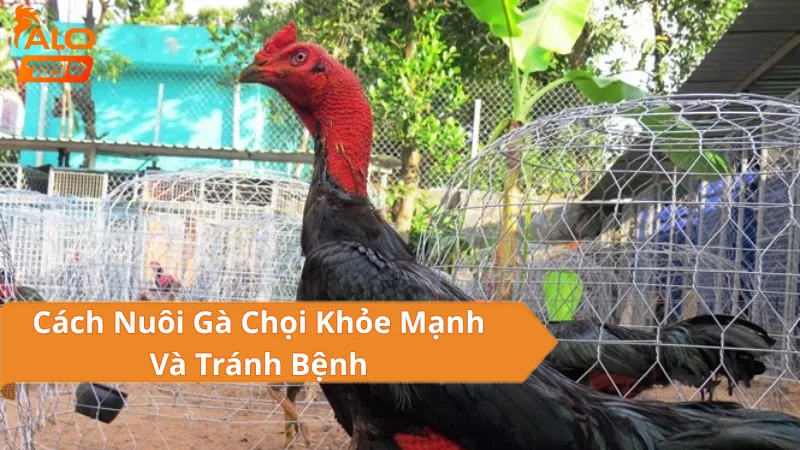 Cách Nuôi Gà Chọi Khỏe Mạnh Và Tránh Bệnh