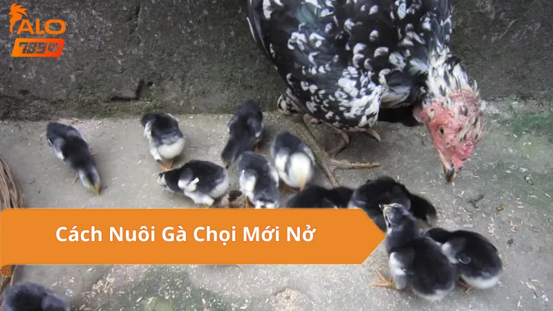 Lợi Ích Khi Nuôi Gà Chọi Mới Nở Đúng Kỹ Thuật