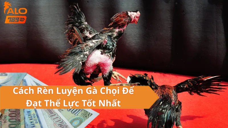 Cách Rèn Luyện Gà Chọi Để Đạt Thể Lực Tốt Nhất