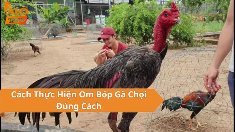 Thời Điểm Nào Nên Om Bóp Gà Chọi?