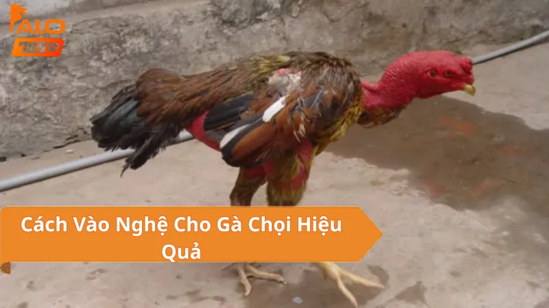 Hướng Dẫn Vào Nghệ Cho Gà Chọi Đúng Cách