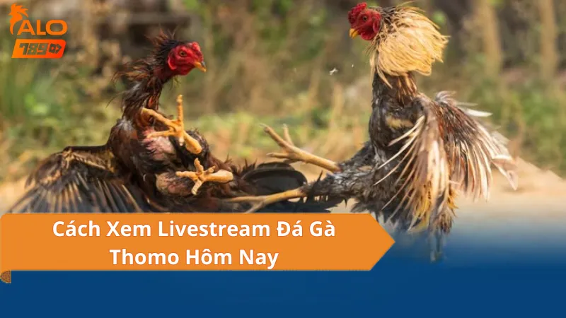 Cách Xem Đá Gà Thomo Hôm Nay Trực Tuyến