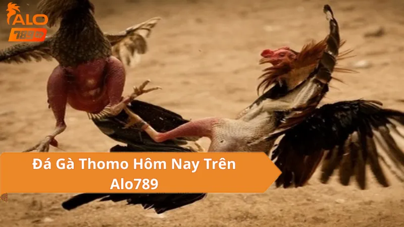 Đặc Điểm Nổi Bật Của Đá Gà Thomo