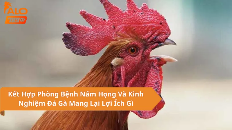 Kết Hợp Phòng Bệnh Nấm Họng Và Kinh Nghiệm Đá Gà Mang Lại Lợi Ích Gì