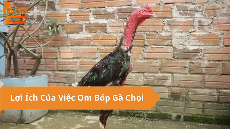Lợi Ích Cụ Thể Khi Om Bóp Gà Chọi