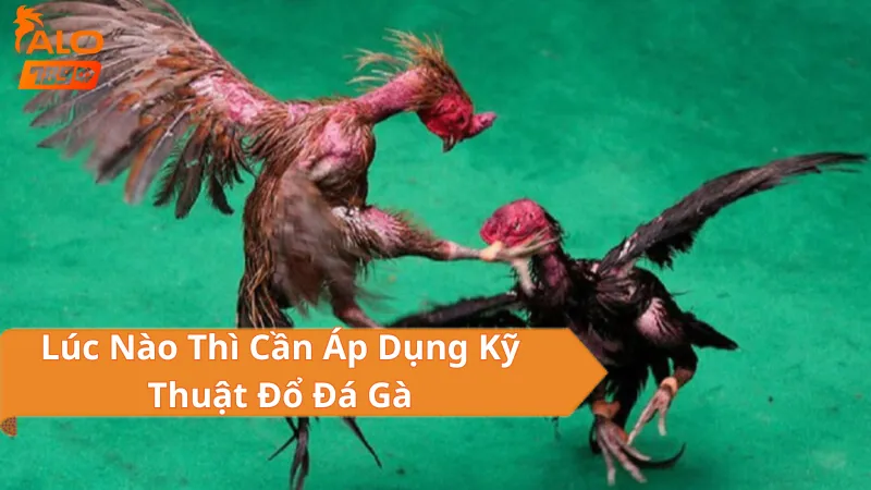 Lúc Nào Thì Cần Áp Dụng Kỹ Thuật Đổ Đá Gà