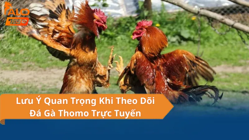 Loại Hình Đá Gà Thomo Hôm Nay