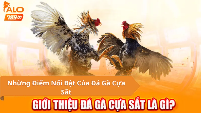 Sức Hút Của Đá Gà Cựa Sắt