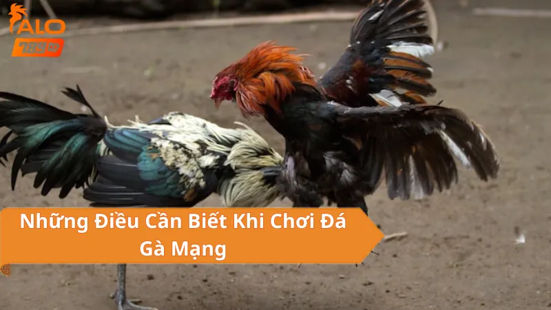 Đặc Trưng Của Đá Gà Mạng