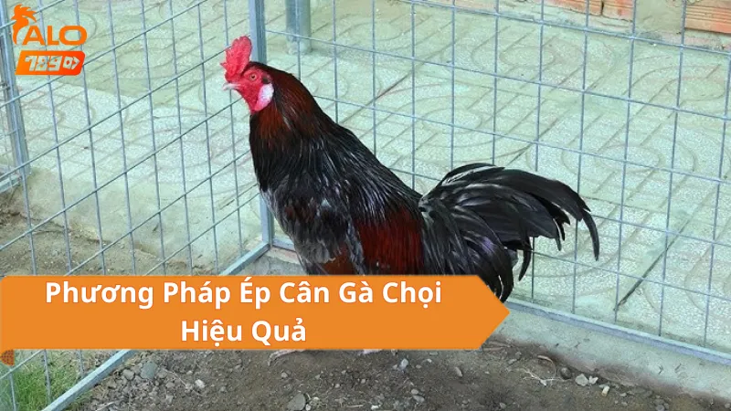 Phương Pháp Ép Cân Gà Chọi Hiệu Quả