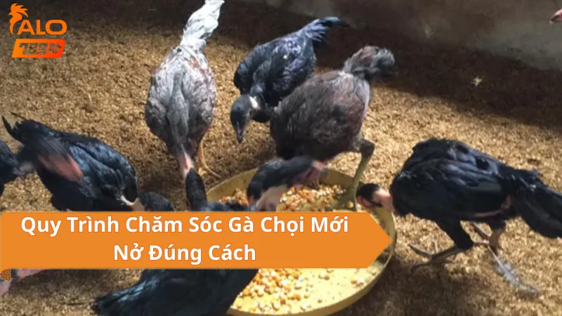 Chế Độ Dinh Dưỡng Đặc Biệt Cho Gà Chọi Mới Nở