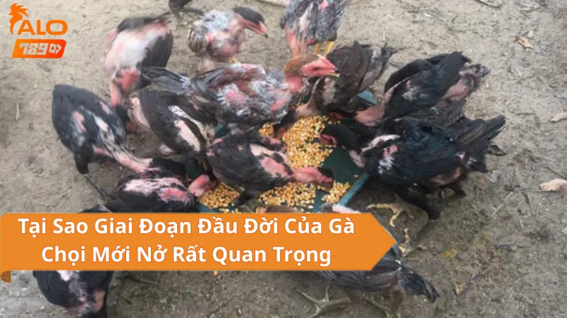 Chuẩn Bị Trước Khi Nuôi Gà Chọi Mới Nở