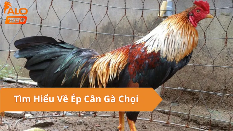 Tìm Hiểu Về Ép Cân Gà Chọi