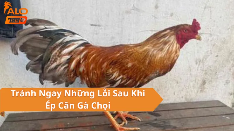 Tránh Ngay Những Lỗi Sau Khi Ép Cân Gà Chọi